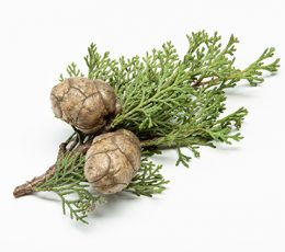 Vaj Esencial Selvi - Cypres Essential Oil 10ml