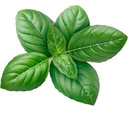 Vaj Esencial Borzilok - Basil Essential Oil 10ml