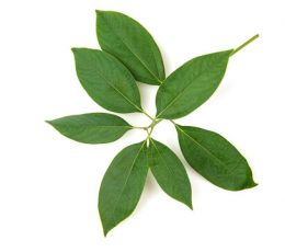 Vaj Esencial Kamfur - Camphor Essential Oil 10 ml