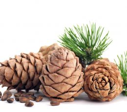 Vaj Esencial Dru Keder -Cedarwood Essential Oil 10ml