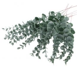 Vaj Esencial Eukalipt - Eucalyptus Essential Oil 10ml