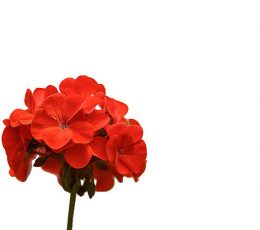 Vaj Esencial Mullage - Geranium Essential Oil 10ml