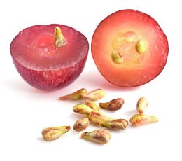 Vaj Rrushi - Grape Seed Oil 100ml