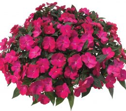 Vaj Balsami - Balsam Oil 100ml