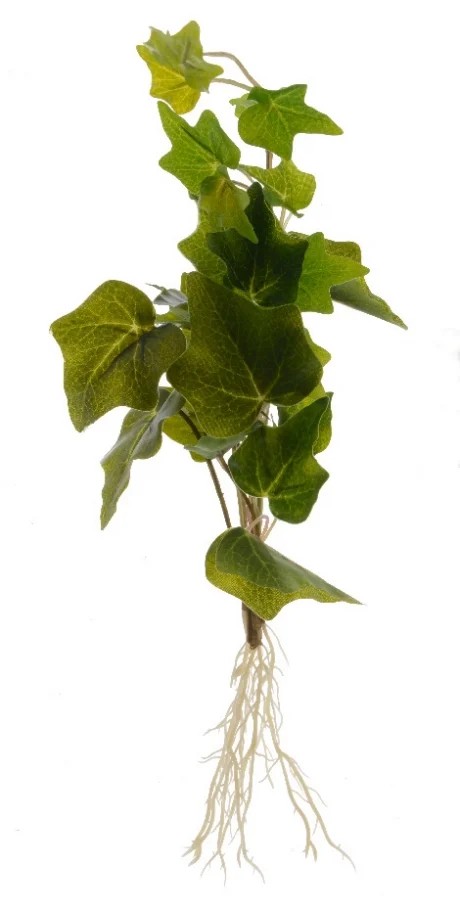 ivy