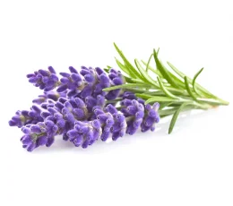 Vaj Esencial Livando - Lavender Essential Oil 10ml