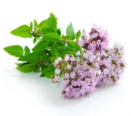 Vaj Esencial Rigoni - Origanum Essential Oil 10ml