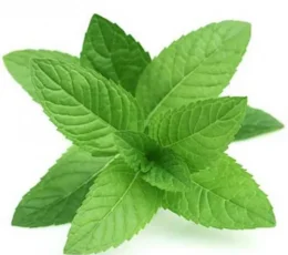 Vaj Esencial Nenexhik - Pepermint Essential Oil 10ml