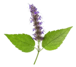 Vaj Esencial Paculi - Patchouli Essential Oil 10ml