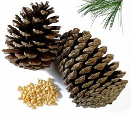 Vaj Esencial Pishe - Pine Essential Oil 10ml