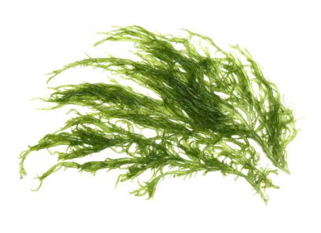 Laminaria (Kelp) Seaweed Isolated on White Background