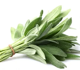 Vaj Esencial Sherebel -  Sage Essential Oil 10ml