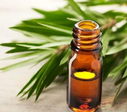 Vaj Esencial Pemë Caji - Tea Tree Essential Oil 10ml