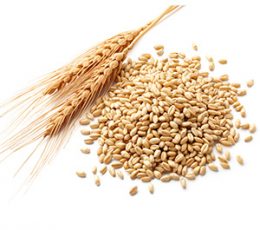 Vaj Gruri - Wheat Germ Oil 100ml