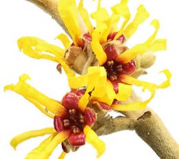 Witch Hazel Oil 30ml