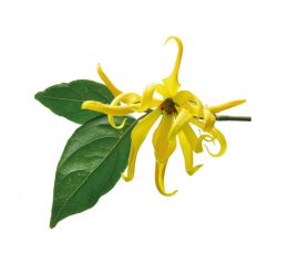 Vaj Esencial Ylang-Ylang - Ylang-Ylang Essential Oil 10ml